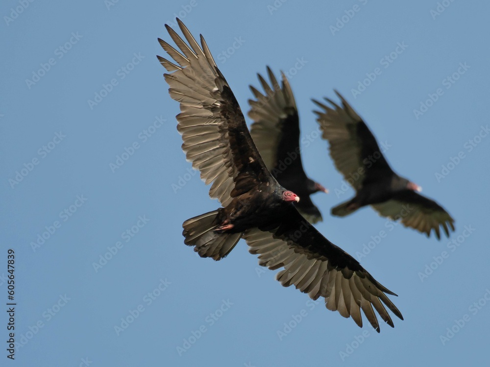 Fototapeta premium Turkey vultures (Cathartes aura) flying in a blue sky in Fifty Lakes, Minnesota, USA