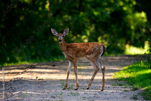 Fotografia Majestic white-tailed deer crossing the road in an evergreen forest