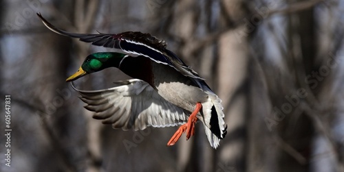 Closeup of a beautiful mallard duck in flight in a park on an autumn day