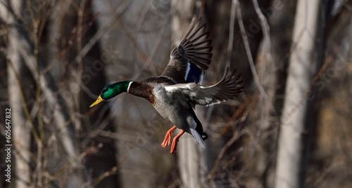Obraz na plátně Closeup of a beautiful mallard duck in flight in a park on an autumn day