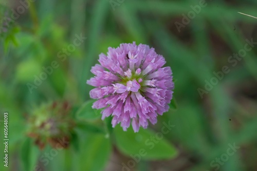 Closeup of a red clover against the blurred green background