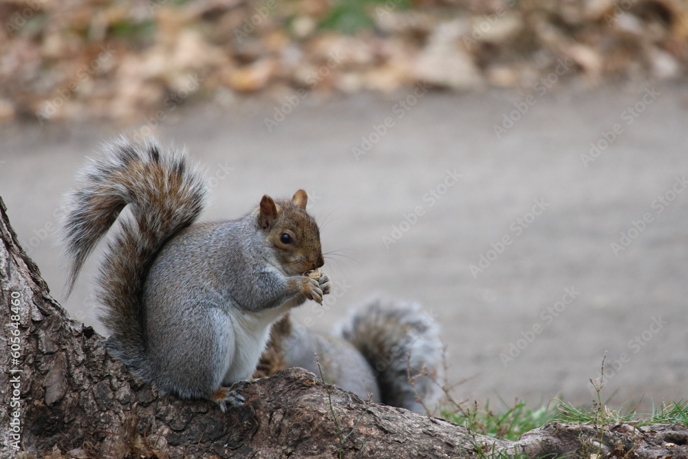 Closeup of an adorable squirrel eating a nut in a park Closeup of an adorable squirrel eating a nut in a park