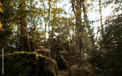 Selective of mushroom on a mossy stone in a forest