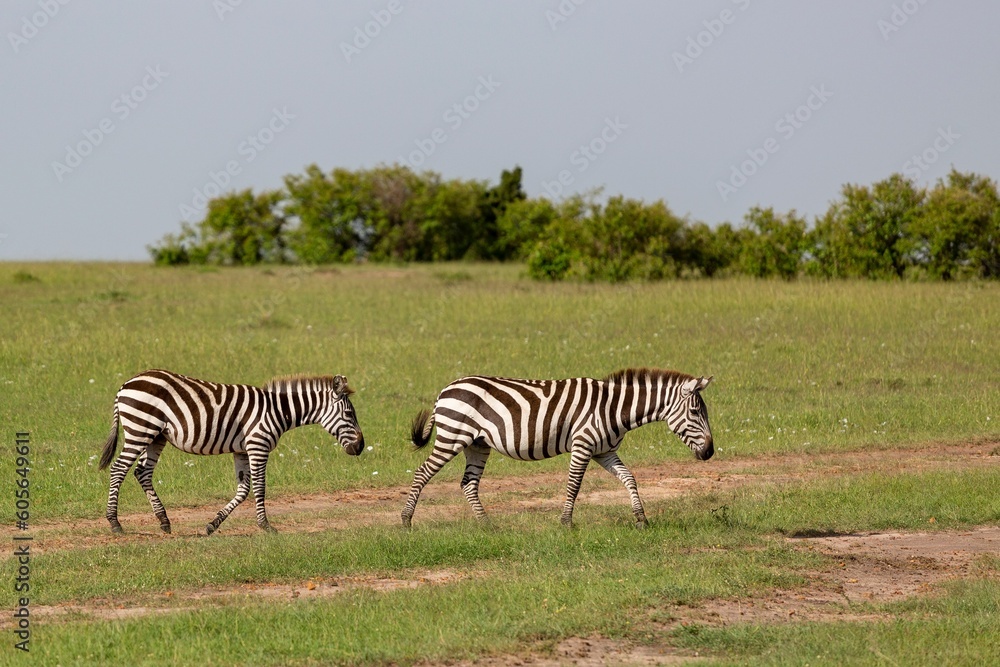 Fototapeta premium Scenic view of two zebras walking in a field against green trees on a cloudy day