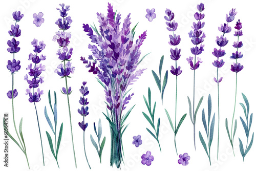 Lavender flowers set, bouquet of lavender flowers on an isolated white background, watercolor illustration, hand drawing