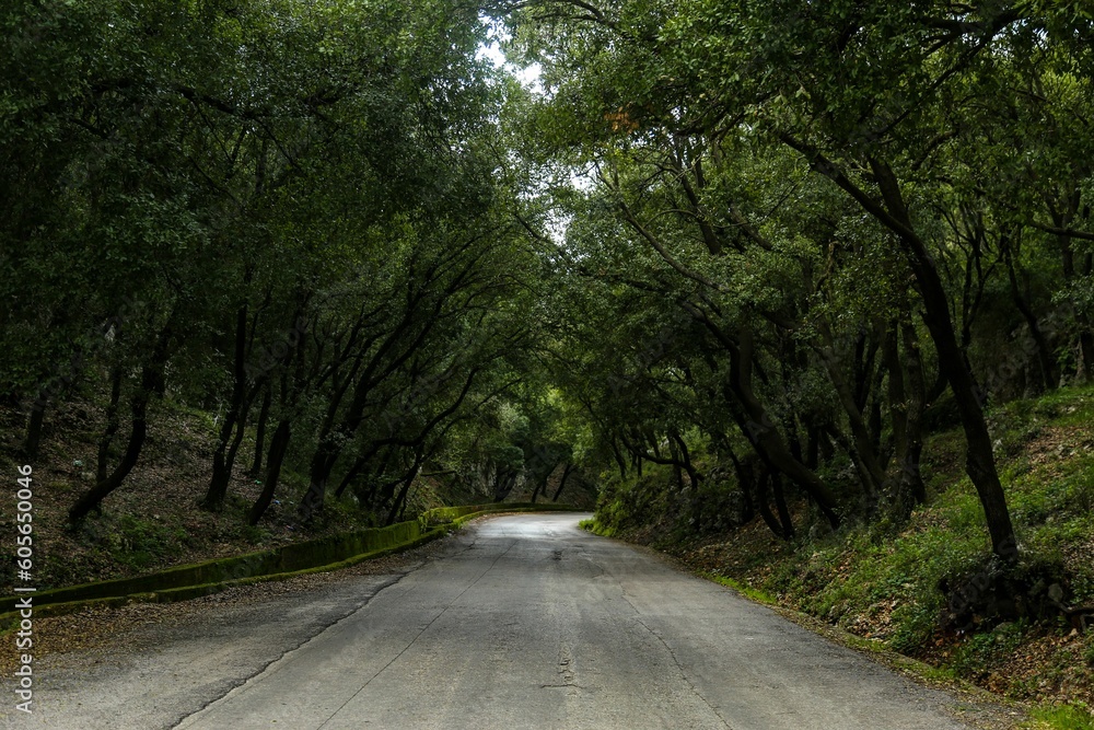 Asphalt mountain road going through a green forest