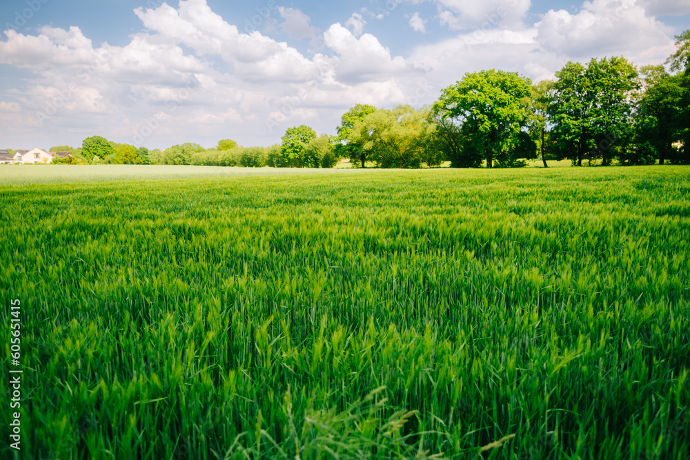 Obraz premium Young ears of young green wheat in spring summer field in sunny day. Free space for text. Agriculture scene