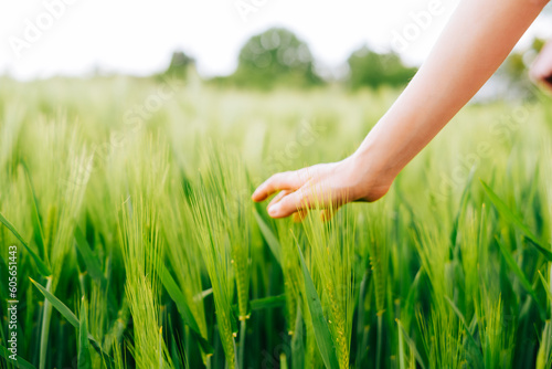 Farmer walked through field of wheat, checking wheat crop. Wheat sprouts in farmers hand. 