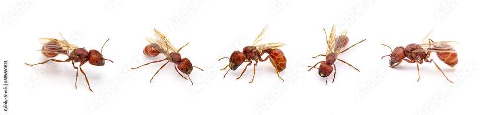 Flying ant isolated on white background. Pogonomyrmex badius, the Florida harvester ant. five views with wings Flying ant isolated on white background. Pogonomyrmex badius, the Florida harvester ant. five views with wings