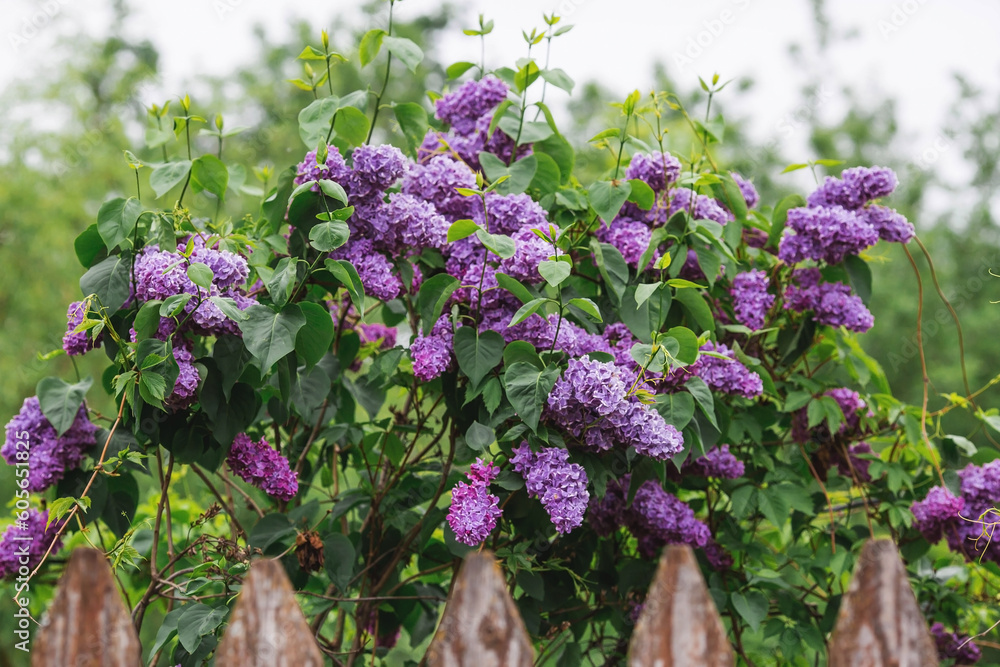 Obraz premium A rustic fence and a bush of bright purple lilac. Fluffy, blooming lilac. Beautiful floral background. Large clusters of lilac.