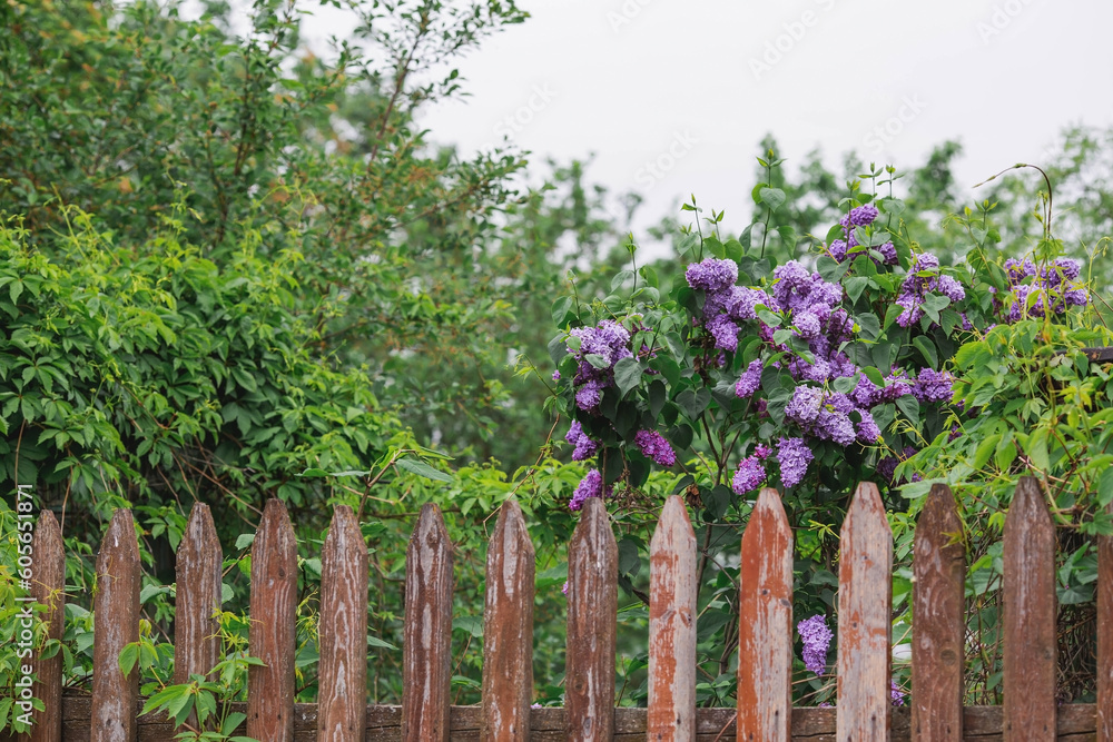 A rustic fence and a bush of bright purple lilac. Fluffy, blooming lilac. Beautiful floral background. Large clusters of lilac. A rustic fence and a bush of bright purple lilac. Fluffy, blooming lilac. Beautiful floral background. Large clusters of lilac.