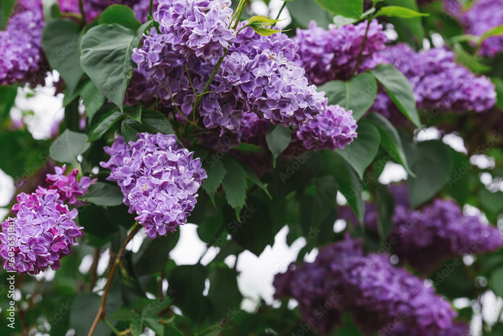 Fluffy, blooming lilac. Beautiful floral background. Large clusters of lilacs. Fluffy, blooming lilac. Beautiful floral background. Large clusters of lilacs.