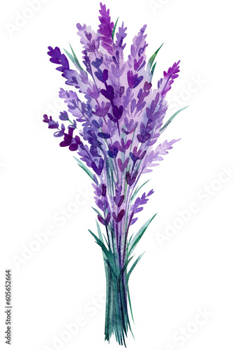 Fototapeta Naklejka Na Ścianę i Meble -  Lavender flower, bouquet of lavender flowers on an isolated white background, flora watercolor illustration hand drawing