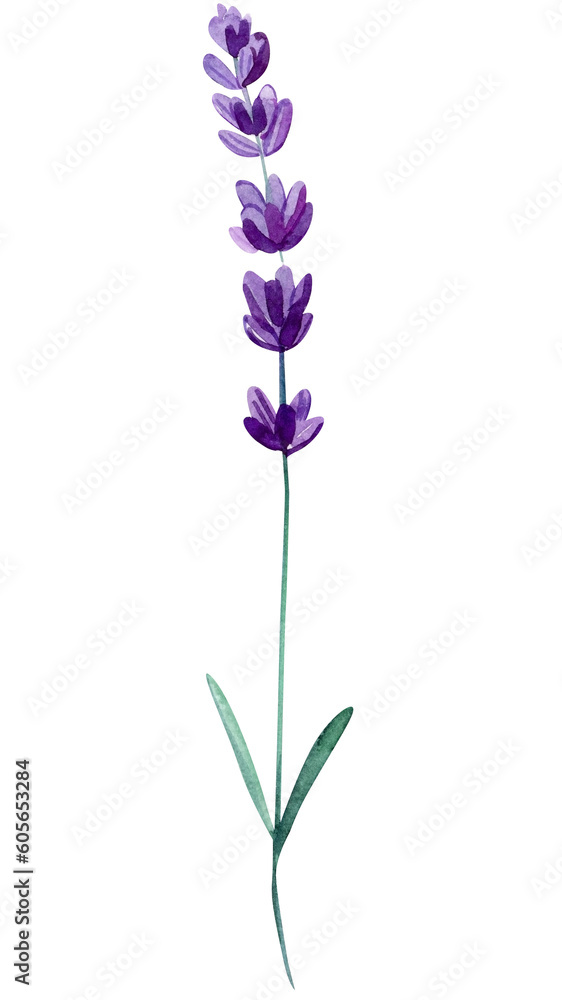 Lavender flower on an isolated white background, watercolor illustration, hand drawing