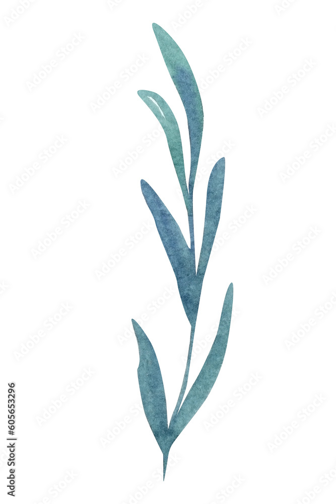 Lavender leaf on an isolated white background, watercolor illustration, hand drawing Lavender leaf on an isolated white background, watercolor illustration, hand drawing