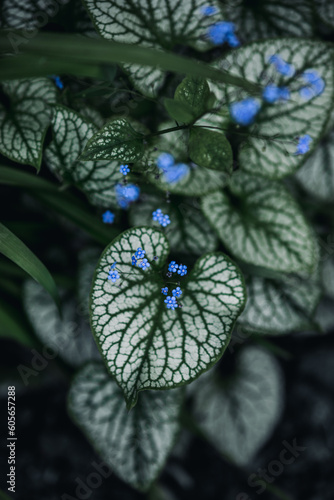 Small blue fowers above green leaf