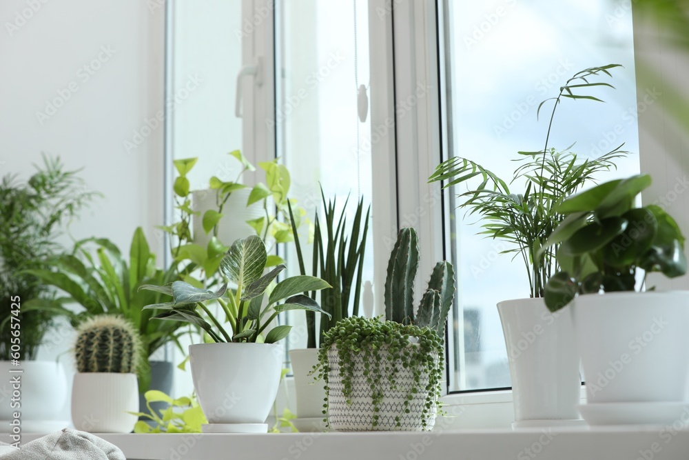 Many beautiful potted houseplants on windowsill indoors - obrazy, fototapety, plakaty 