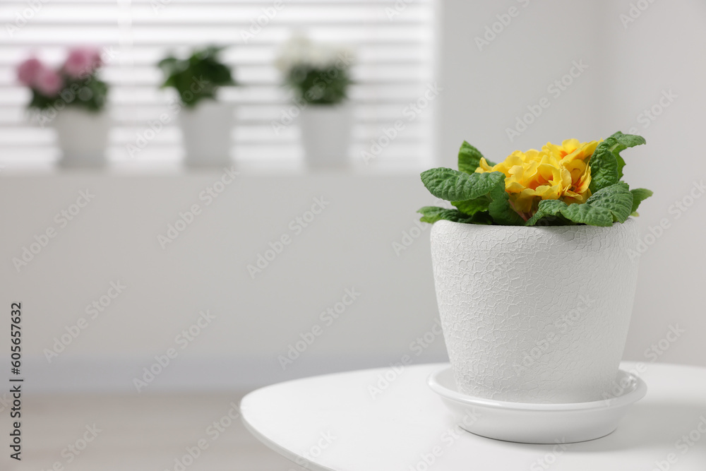 Beautiful primrose plant in flower pot on white table indoors, space for text Beautiful primrose plant in flower pot on white table indoors, space for text
