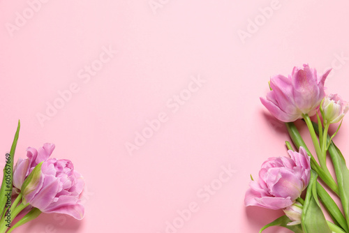 Beautiful colorful tulip flowers on pink background, top view. Space for text © New Africa