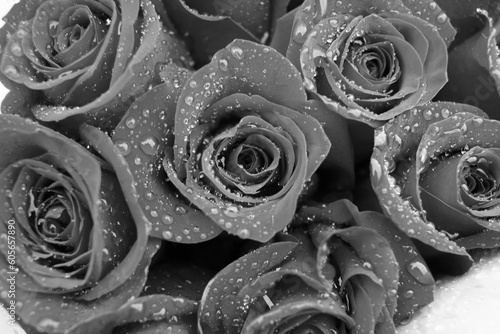 Beautiful leafy rose flower in full bloom in a black and white monochrome.