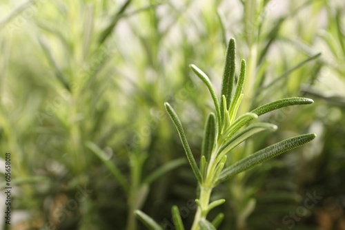 Aromatic green rosemary sprig against blurred background, closeup. Space for text