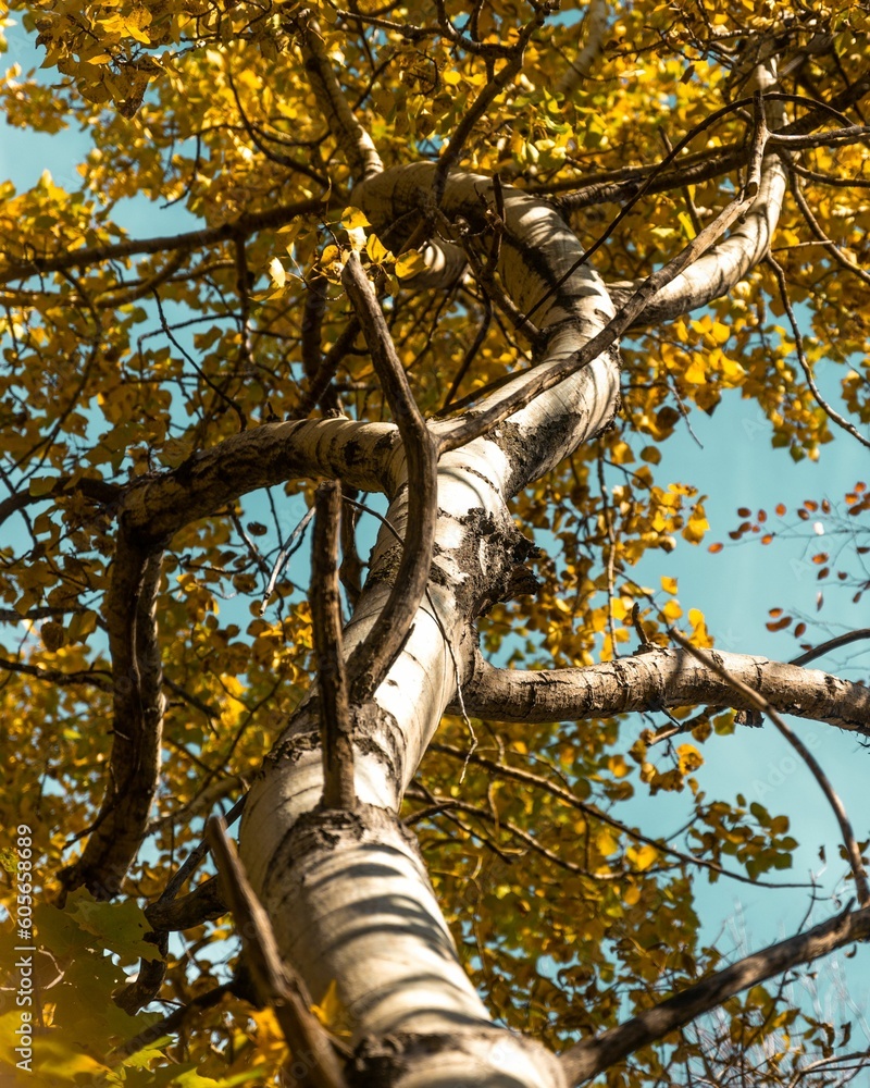 Fototapeta premium Low-angle shot of a tree with yellow leaves against a blue sky on a sunny day
