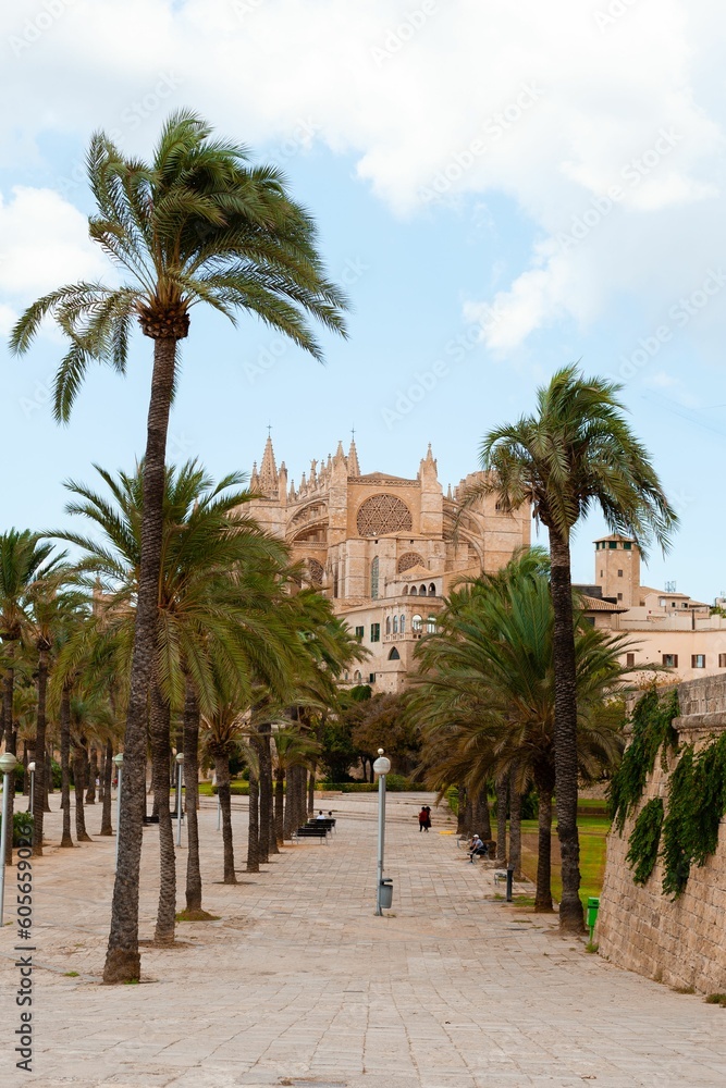 Path surrounded by palms in Mallorca