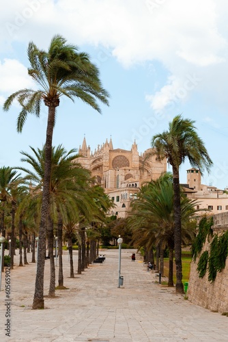 Path surrounded by palms in Mallorca