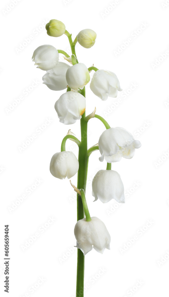 Obraz premium Beautiful lily of the valley flower on white background