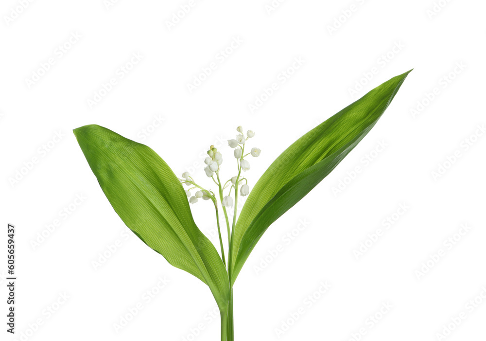Beautiful lily of the valley flowers with green leaves on white background