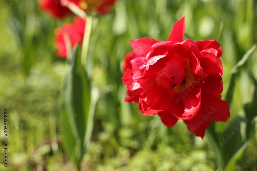 Beautiful red tulip growing outdoors on sunny day, closeup. Space for text Beautiful red tulip growing outdoors on sunny day, closeup. Space for text