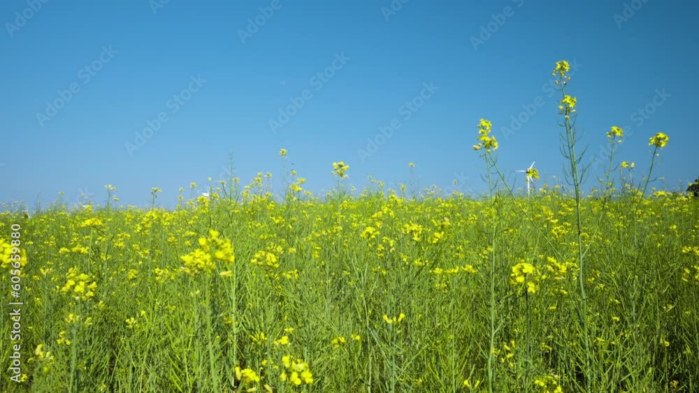 POV Walking Through Blooming Rapeseed Field with Yellow Flowers And Clear Cloudless Blue Sky - slow motion POV Walking Through Blooming Rapeseed Field with Yellow Flowers And Clear Cloudless Blue Sky - slow motion