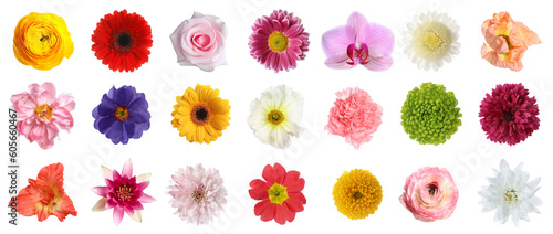 Set of different beautiful flowers on white background