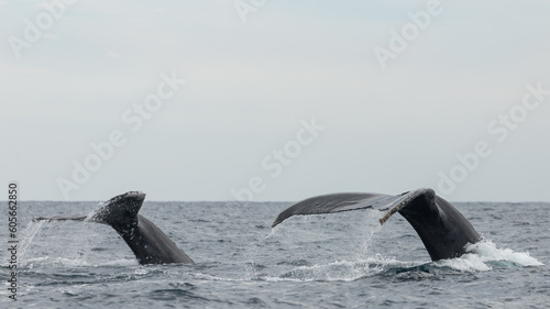 Famous and happy whales in a whale watching touristic tour