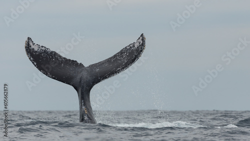 Famous and happy whales in a whale watching touristic tour © Rui