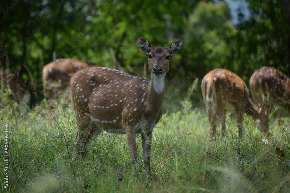Group of sika deer, Cervus nippon grazing in the meadow. Group of sika deer, Cervus nippon grazing in the meadow.