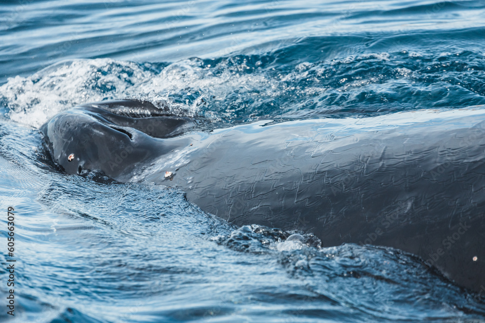 Obraz premium Famous and happy whales in a whale watching touristic tour