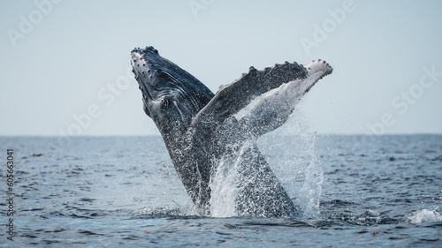 Famous and happy whales in a whale watching touristic tour © Rui