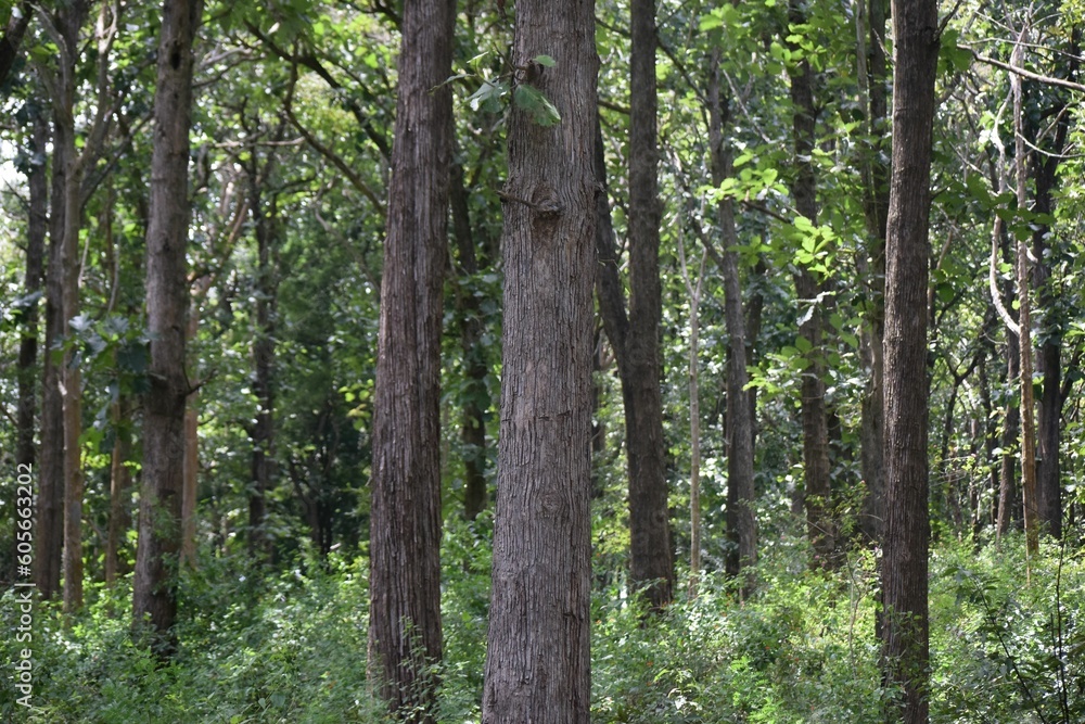 Tree trunks in the green forest. Tree trunks in the green forest.