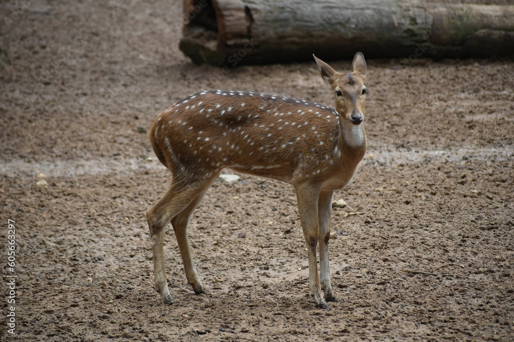 Closeup of Japanese deer in its natural habitat Closeup of Japanese deer in its natural habitat