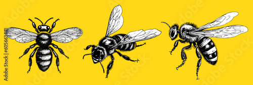 Vector set engraving hand drawn pack illustration of honey bee on yellow background © Artem