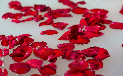 Red rose petals floating in bathtub with milk.
