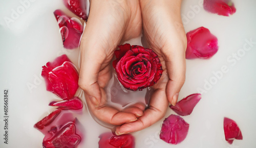 Woman hands holding red rose in bathtub with milk.