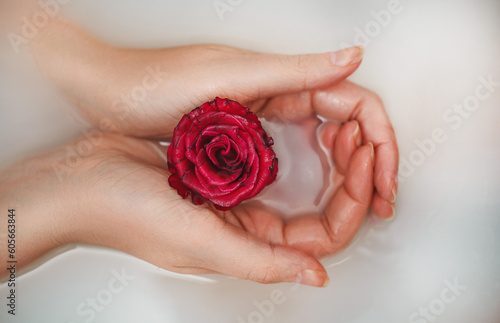 Woman hands holding red rose in bathtub with milk.