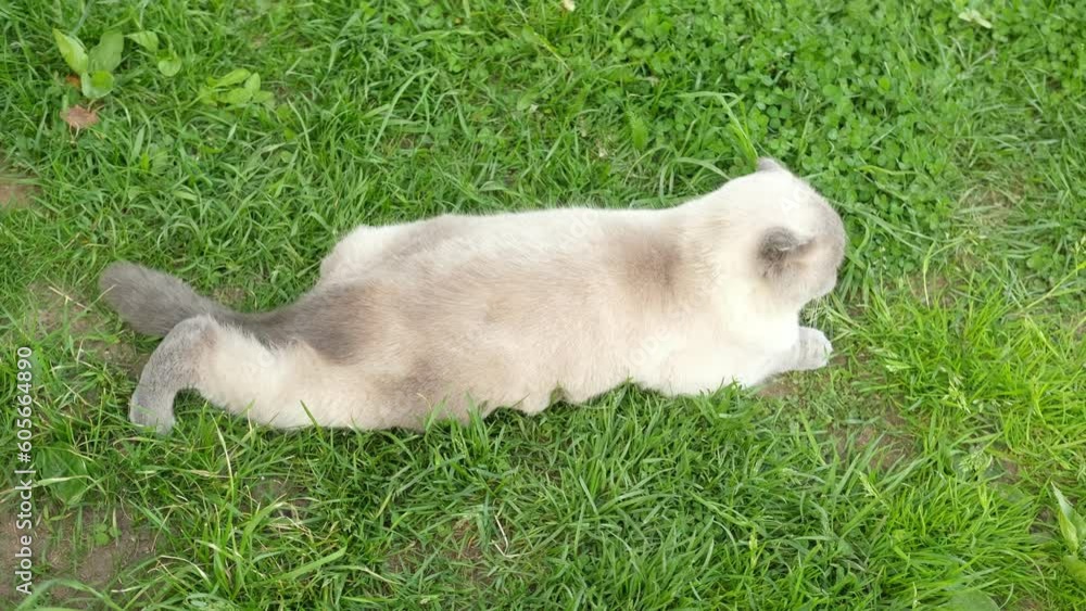 Graceful Cat walking on green grass meadow. Funny little cat outdoors. Beautiful tabby striped feline sitting in a lawn outside. Brown kitten walks. Backyard, summer day. Animal in the nature close up Graceful Cat walking on green grass meadow. Funny little cat outdoors. Beautiful tabby striped feline sitting in a lawn outside. Brown kitten walks. Backyard, summer day. Animal in the nature close up