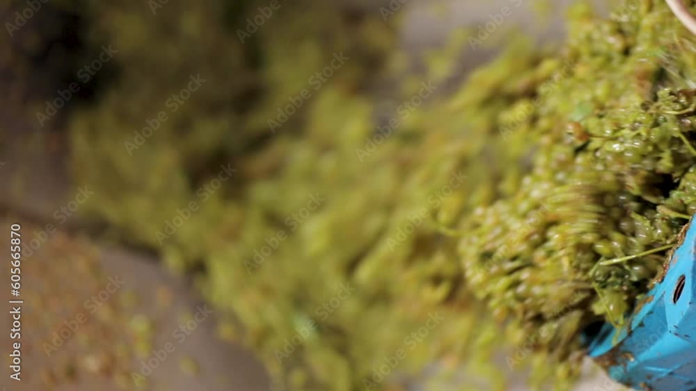 Grapes spilling out from horizontal cylindrical drum after crushing Grapes spilling out from horizontal cylindrical drum after crushing