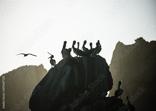 Pelicans in Baja California  photo