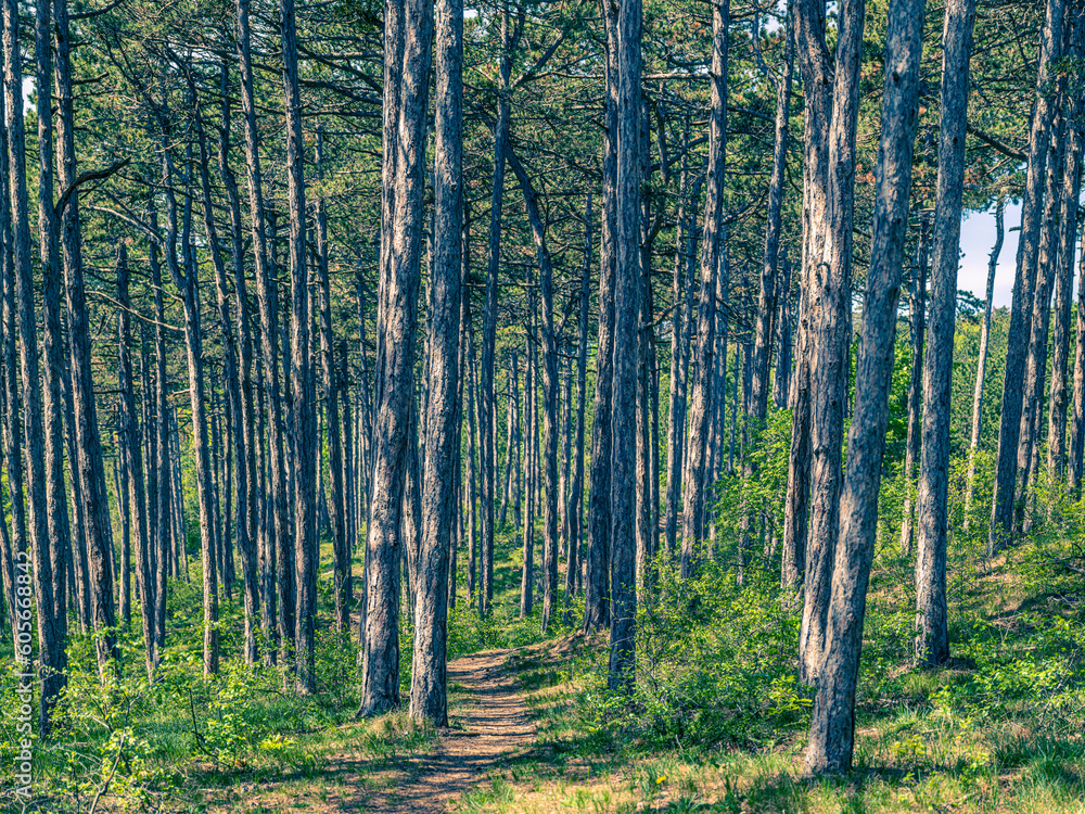 forest in spring time forest in spring time