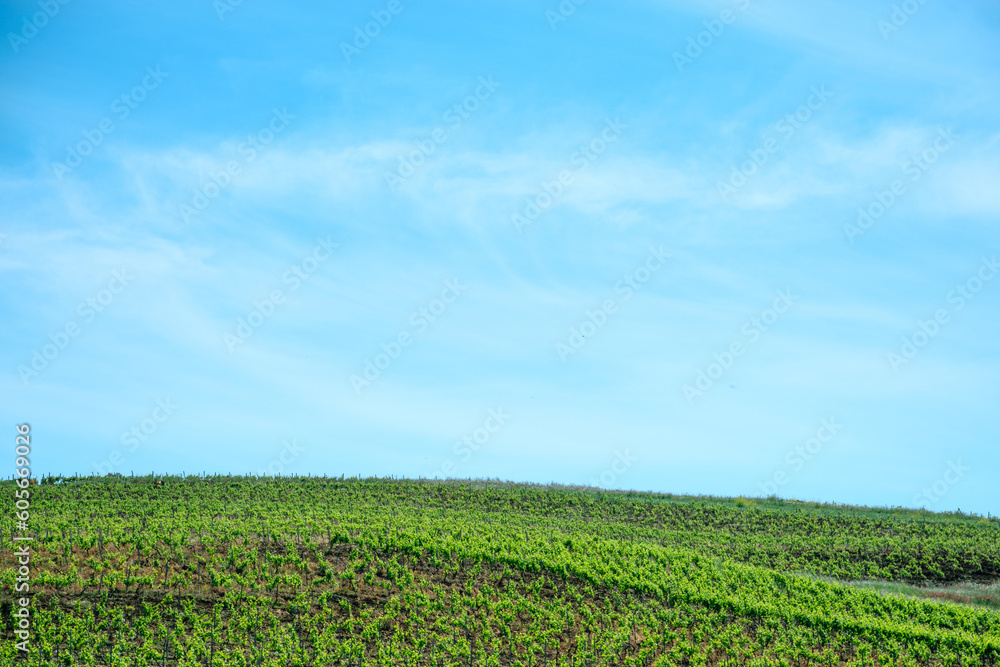 Picture of Vineyard in sunset at Trapani, Sicily