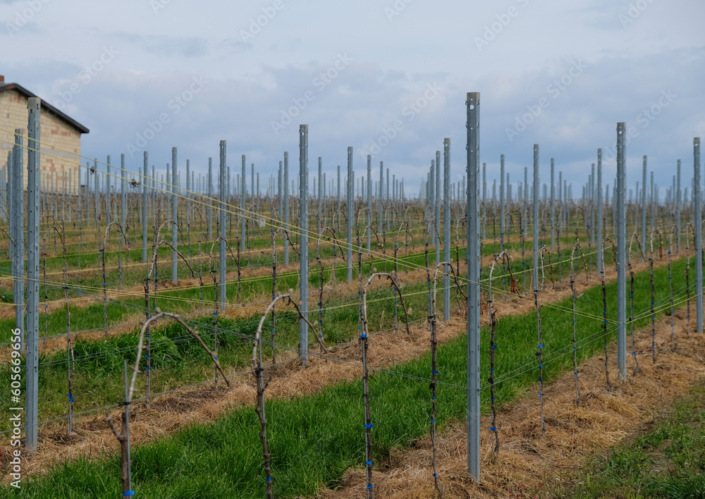 Vineyards in springtime. Winery. Saulheim, Germany. Rheinhessen wine region. Vineyards in springtime. Winery. Saulheim, Germany. Rheinhessen wine region.